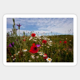 English Wild Flowers Sticker